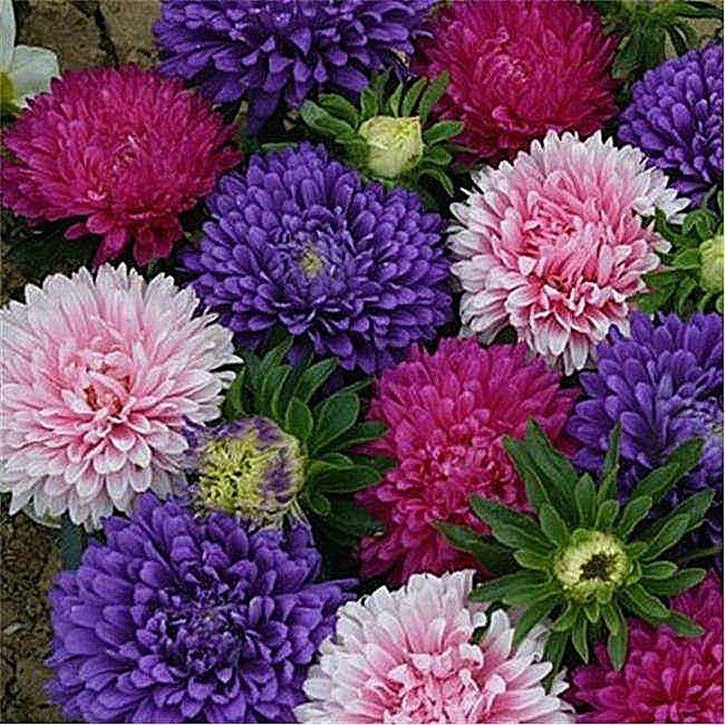 四季开花菊花翠菊花种子易活阳台盆栽庭院花海大菊花耐寒多年