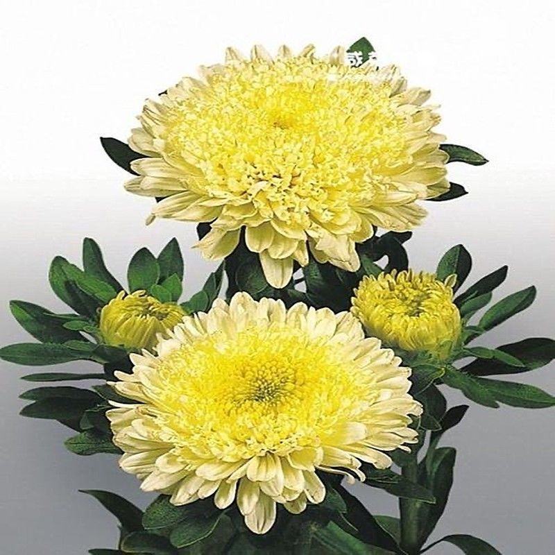 四季开花菊花翠菊花种子易活阳台盆栽庭院花海大菊花耐寒多年