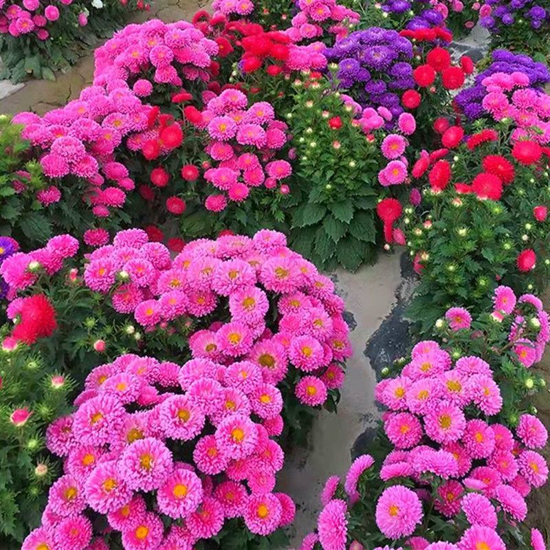 四季开花菊花翠菊花种子易活阳台盆栽庭院花海大菊花耐寒多年