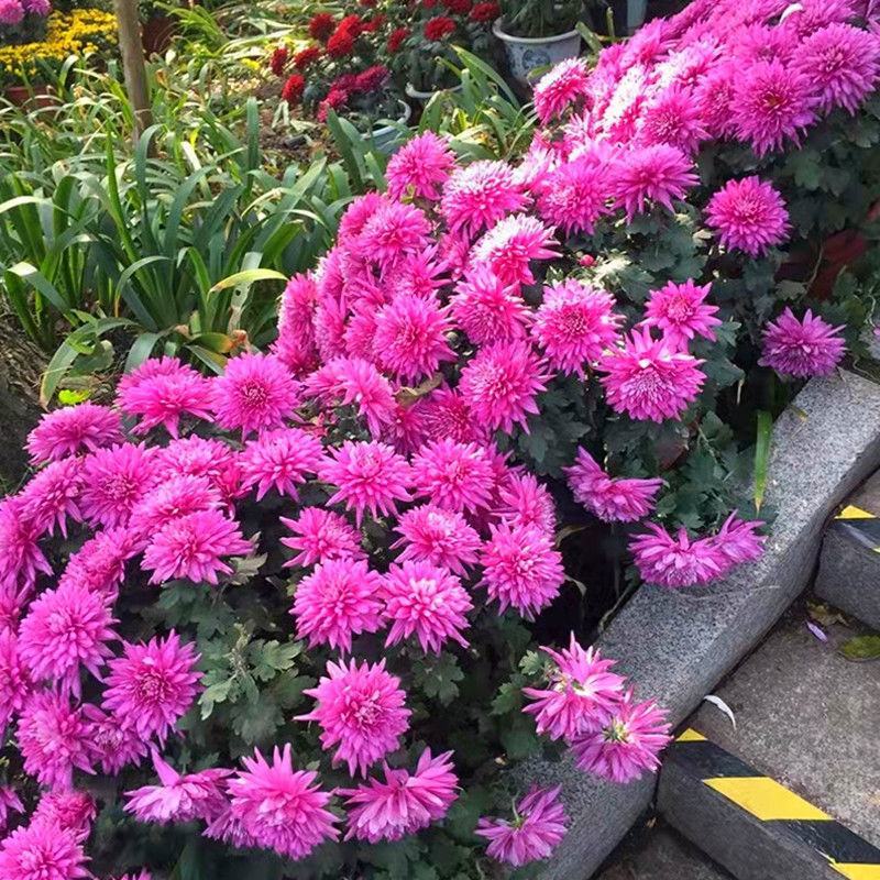 四季开花菊花翠菊花种子易活阳台盆栽庭院花海大菊花耐寒多年