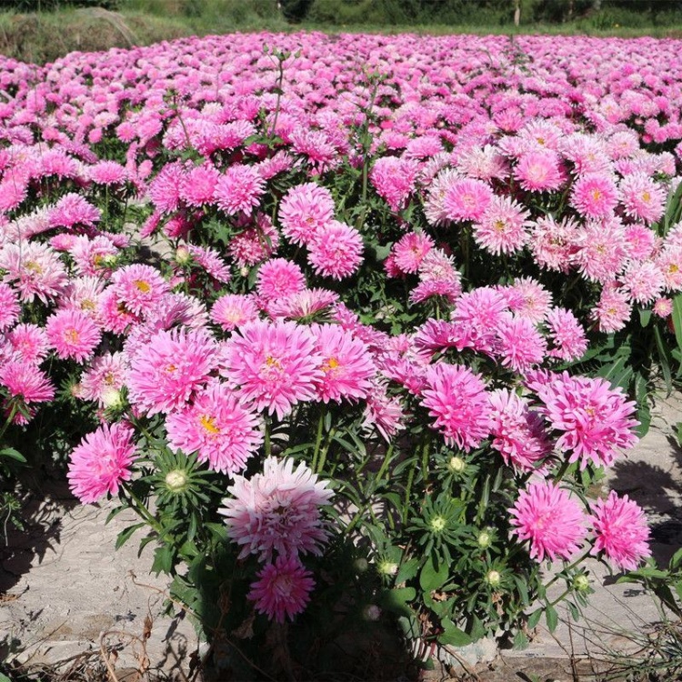 菊花石、特大菊花石、梅花石、 神居古潭石、神居古潭菊花石