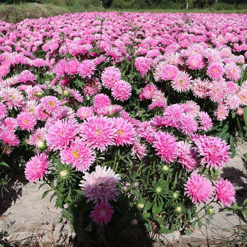 四季开花菊花翠菊花种子易活阳台盆栽庭院花海大菊花耐寒多年