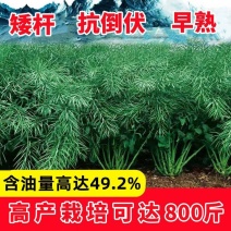 油菜种子早熟高产矮杆耐寒抗倒伏高出油菜油菜籽榨油用黑子新