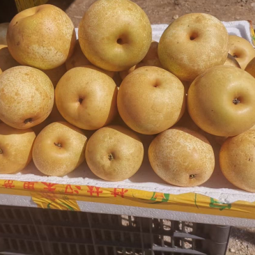 广西桂林黄花梨桂花梨电商一件代发，产地货源直发