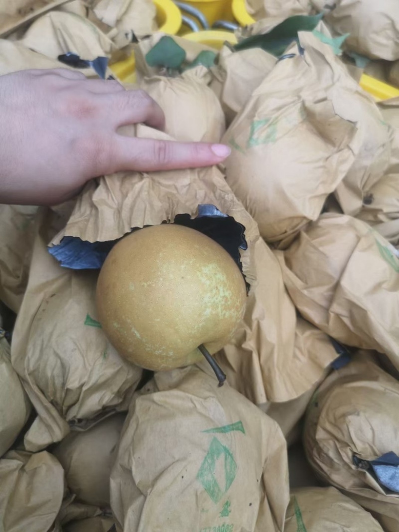 广西桂林黄花梨桂花梨电商一件代发，产地货源直发