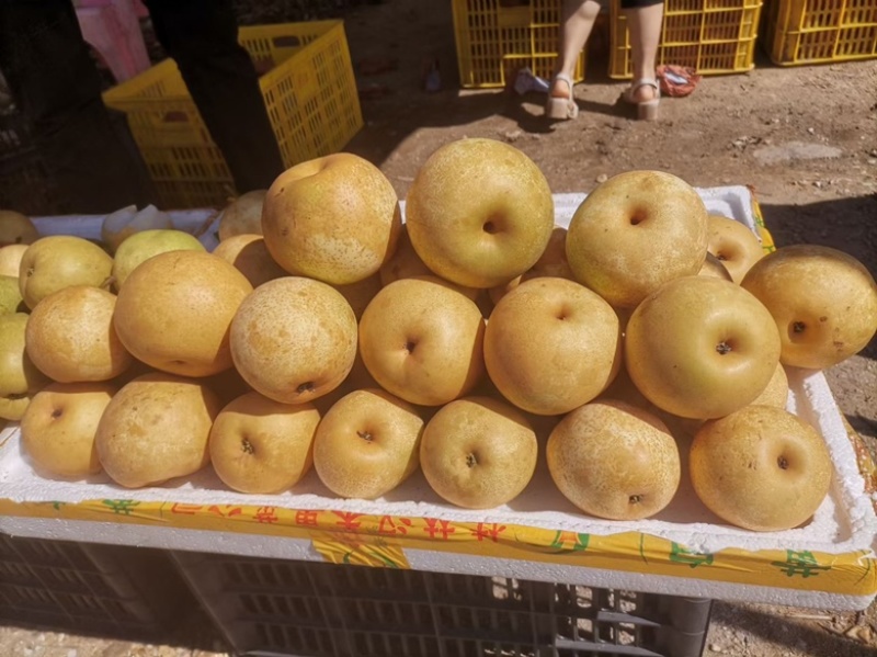 广西桂林黄花梨桂花梨电商一件代发，产地货源直发
