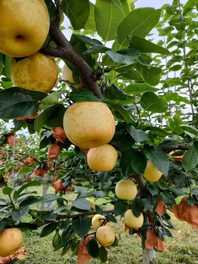 广西桂林黄花梨桂花梨电商一件代发，产地货源直发