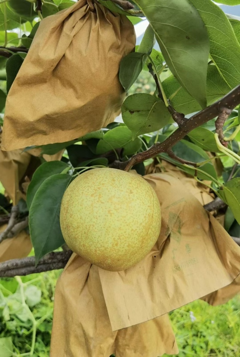 广西桂林黄花梨桂花梨电商一件代发，产地货源直发