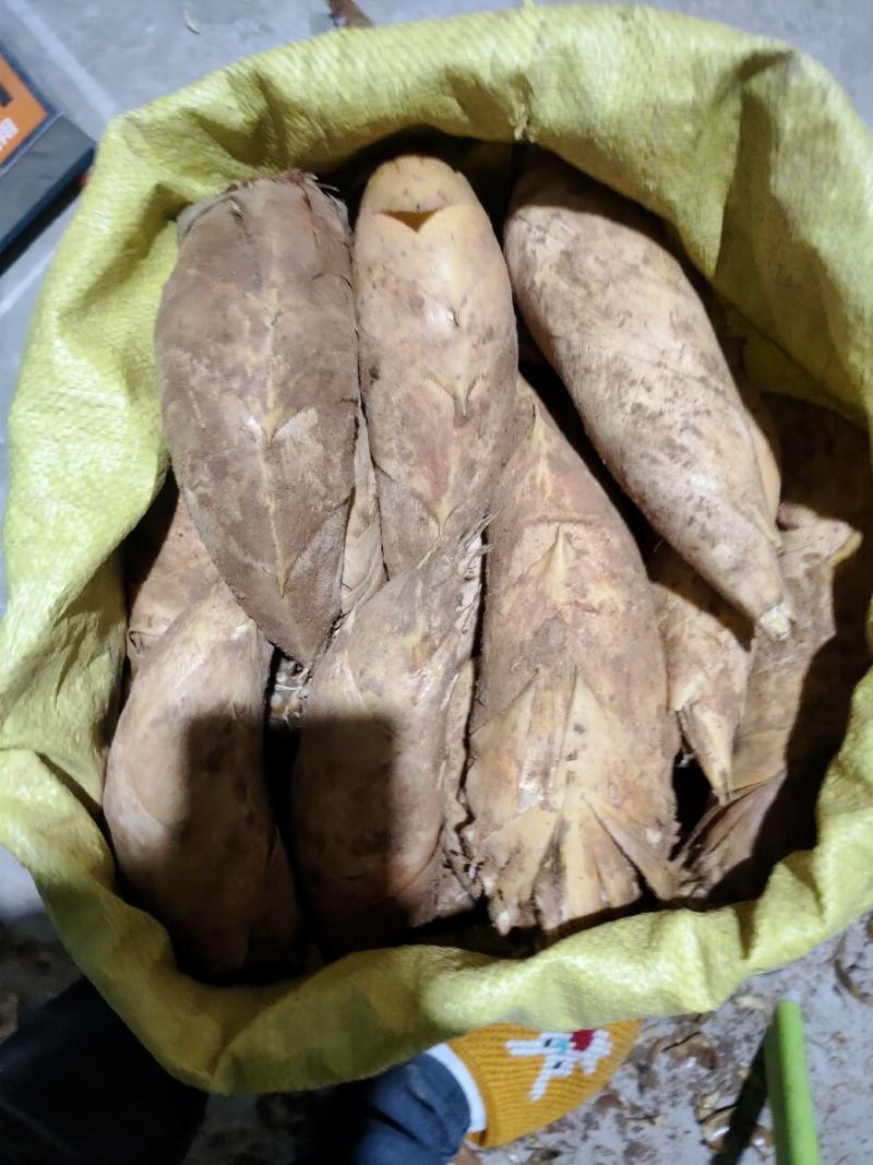 江西上饶铅山林氏新鲜冬笋大量有货每天现挖下山笋