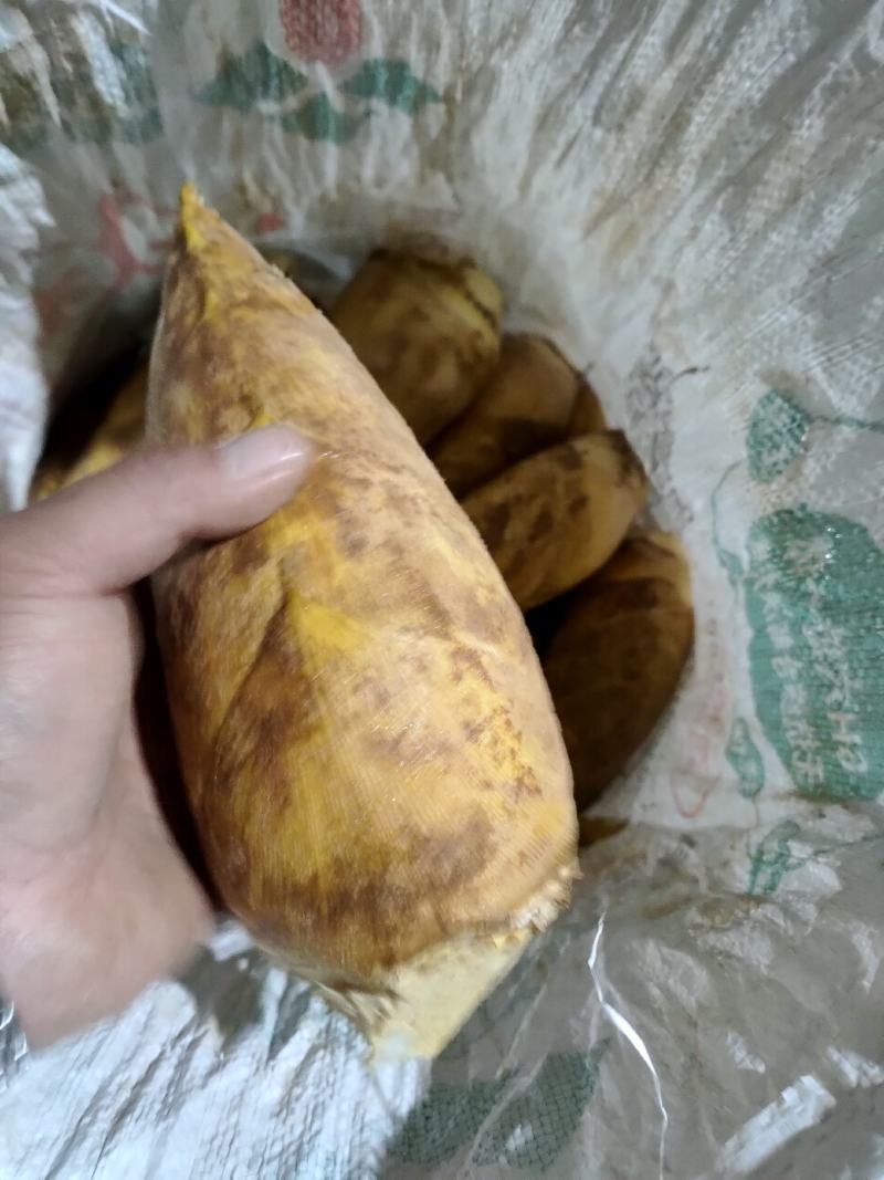 江西上饶铅山林氏新鲜冬笋大量有货每天现挖下山笋