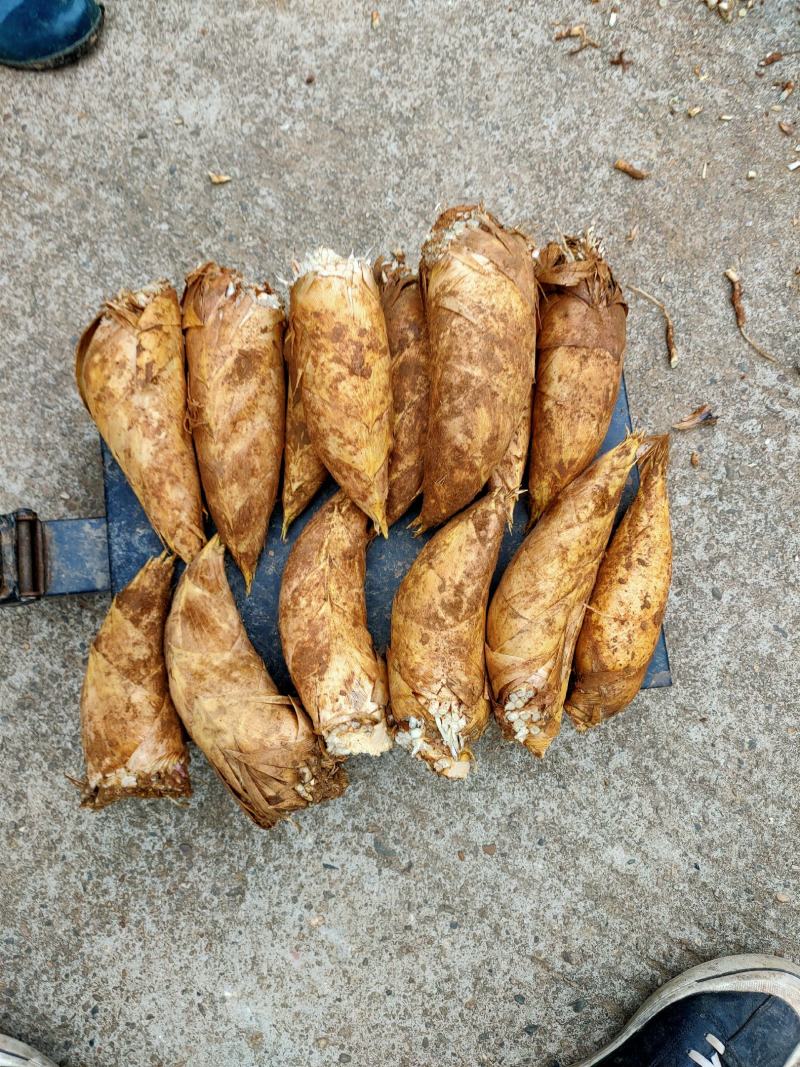 江西上饶铅山林氏新鲜冬笋大量有货每天现挖下山笋