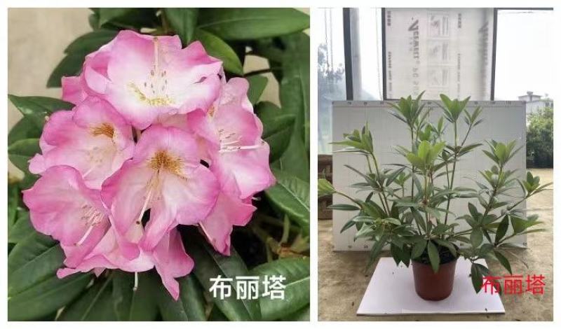 高山杜鹃，欧洲进口高山杜鹃，新驯化高山杜鹃，日本高山杜鹃