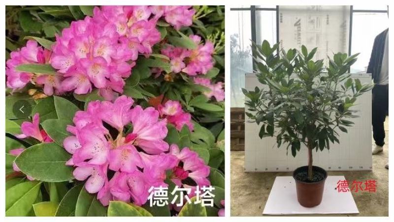 高山杜鹃，欧洲进口高山杜鹃，新驯化高山杜鹃，日本高山杜鹃