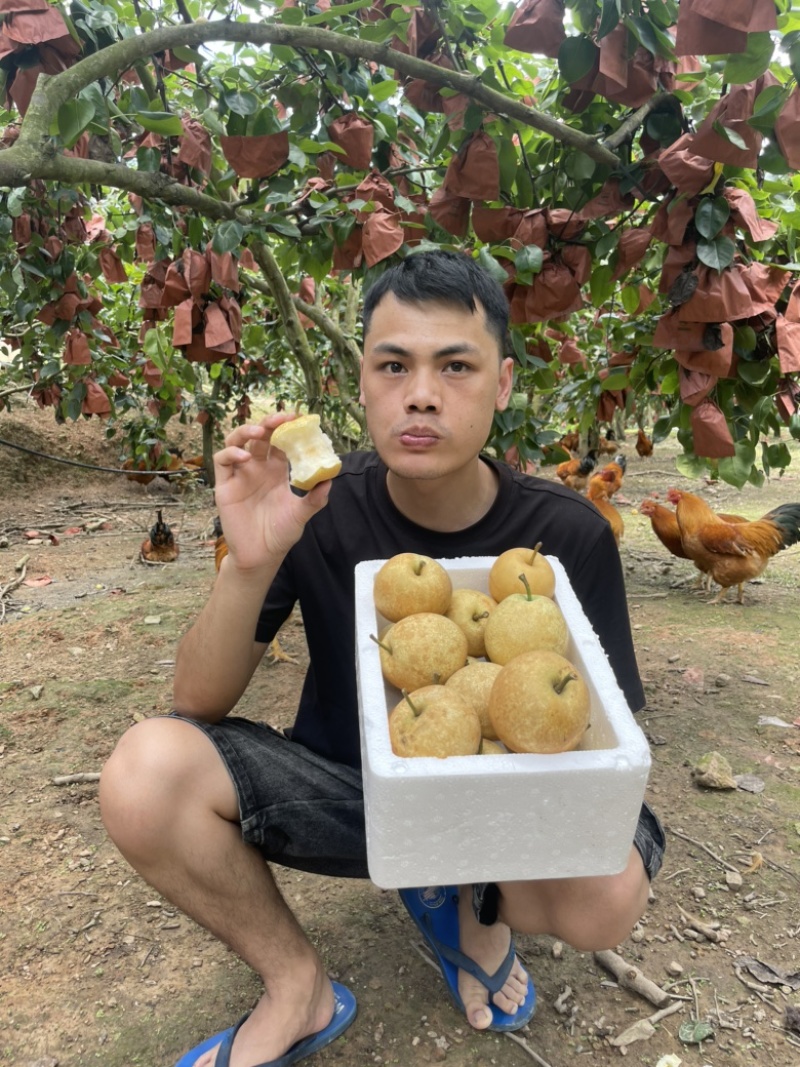 广西桂林黄花梨桂花梨电商一件代发，产地货源直发