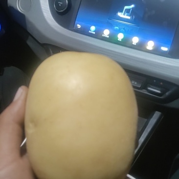 陕北基地土豆大量上市