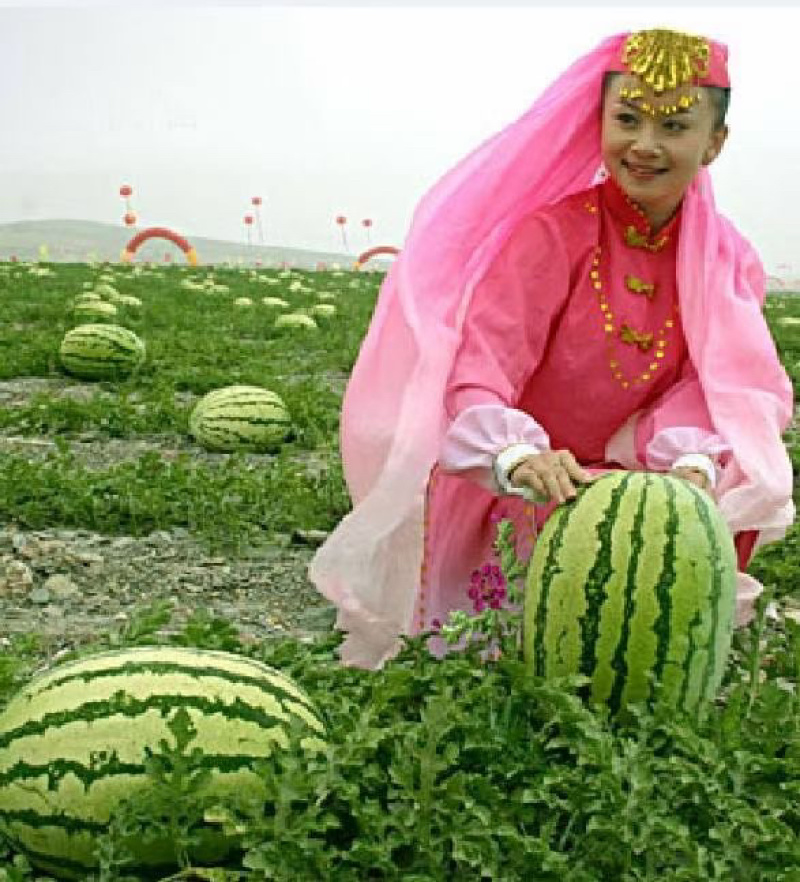 宁夏中卫香山硒砂瓜现已上市，代收代发全国一条龙服务，
