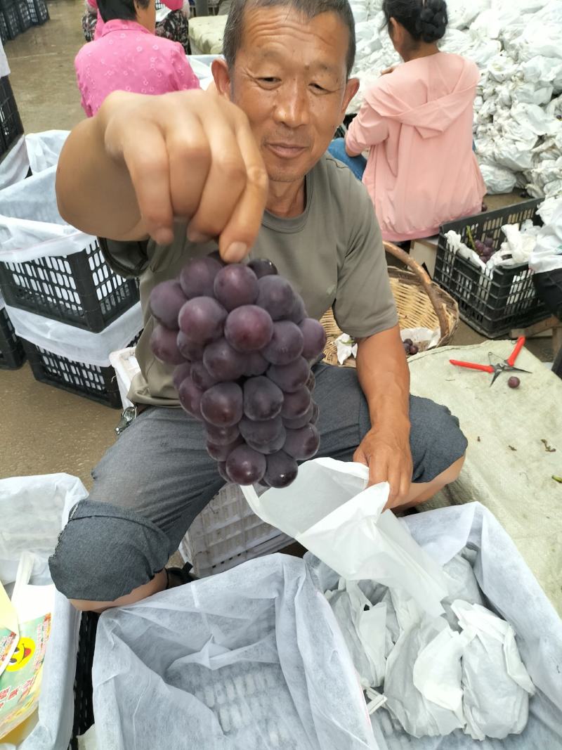 陕西省城固县户太8号葡萄已成熟上市了。欢迎品尝收购。