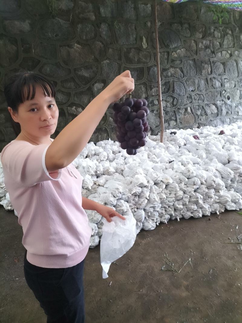 陕西省城固县户太8号葡萄已成熟上市了。欢迎品尝收购。