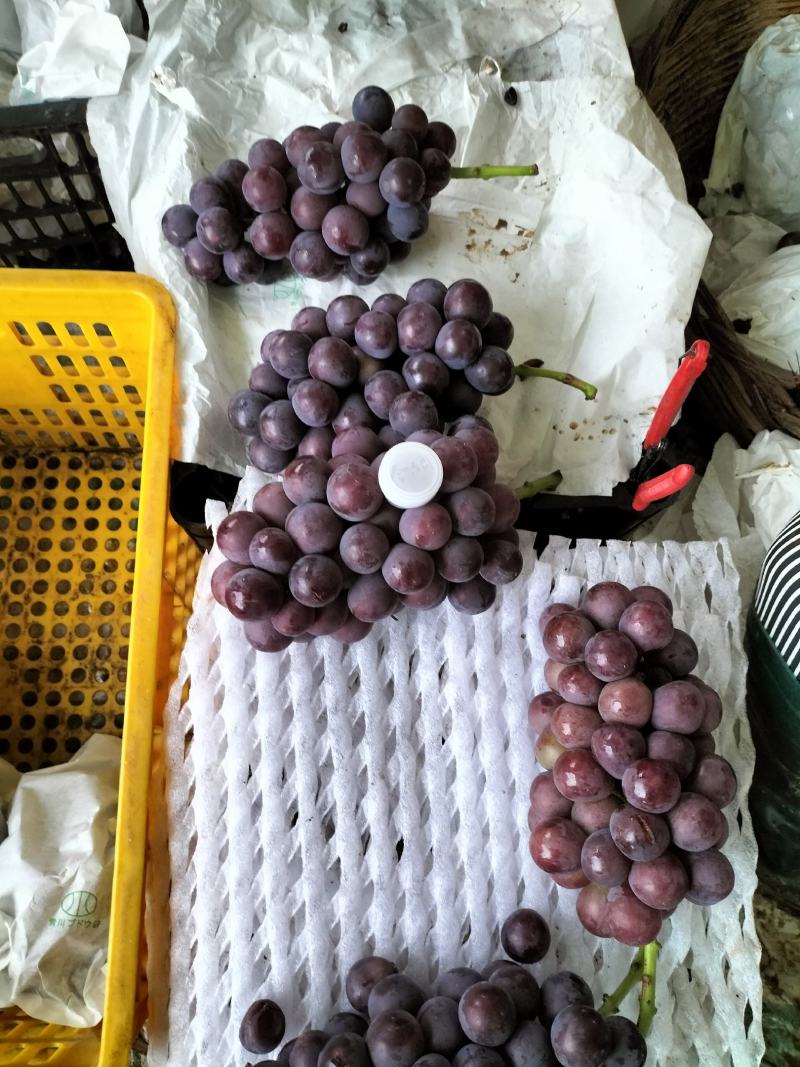陕西省城固县户太8号葡萄已成熟上市了。欢迎品尝收购。