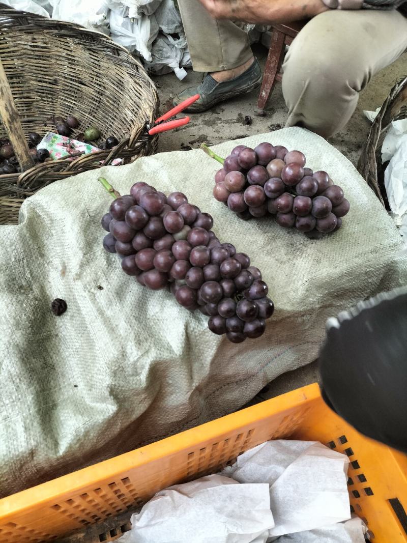 陕西省城固县户太8号葡萄已成熟上市了。欢迎品尝收购。