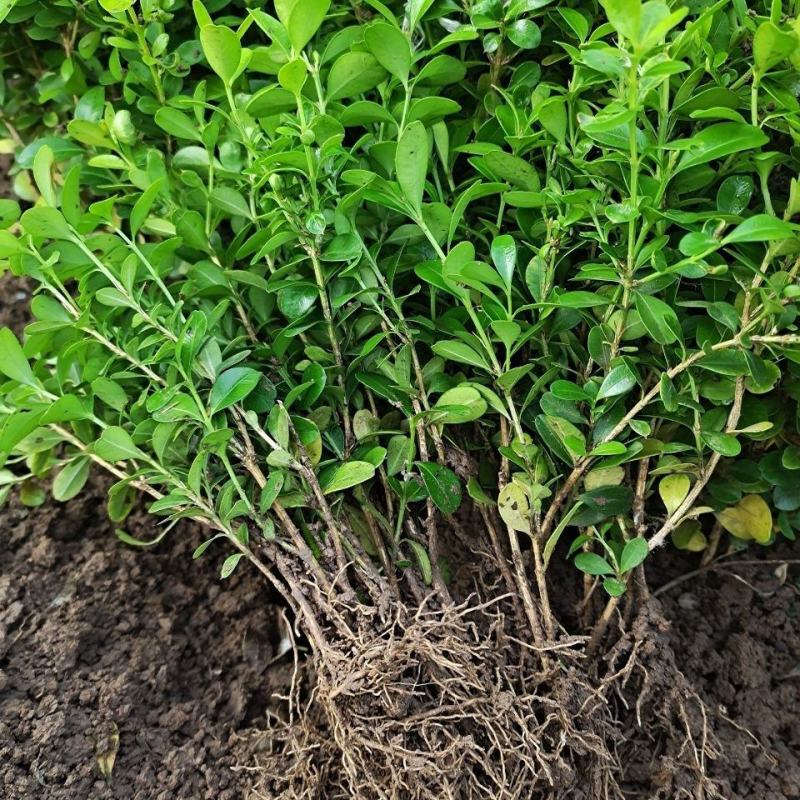 【推荐】小叶黄杨根系发达基地直供规格齐全质优价廉