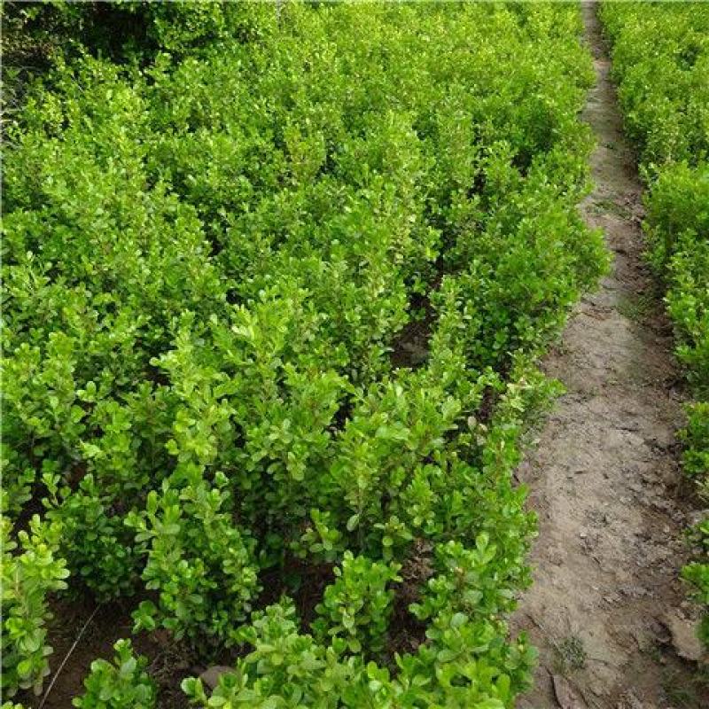 【推荐】小叶黄杨根系发达基地直供规格齐全质优价廉