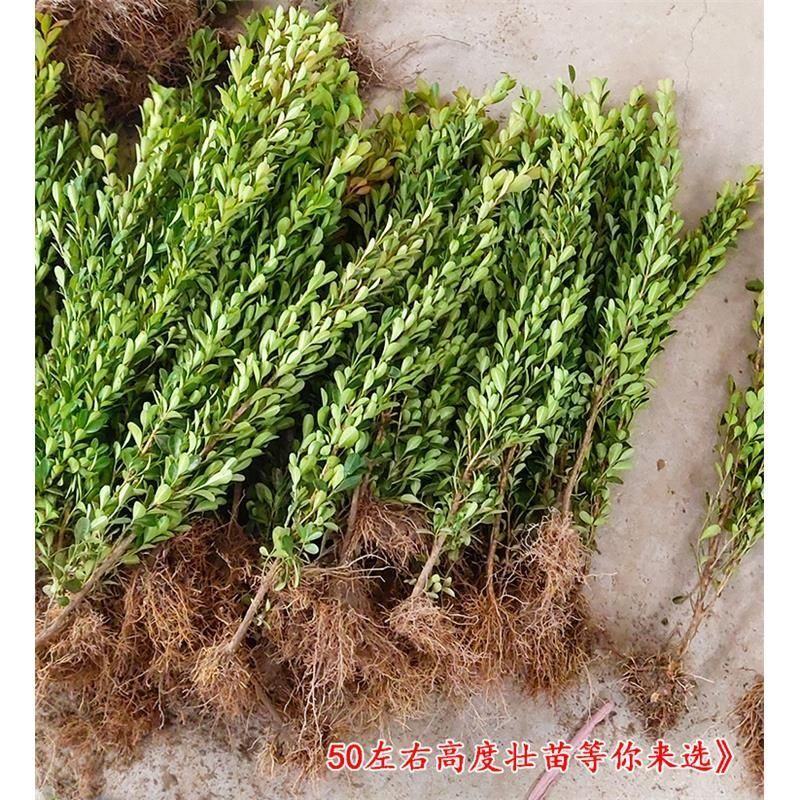 【推荐】小叶黄杨根系发达基地直供规格齐全质优价廉