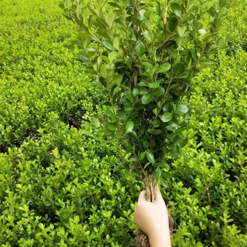 【推荐】小叶黄杨根系发达基地直供规格齐全质优价廉