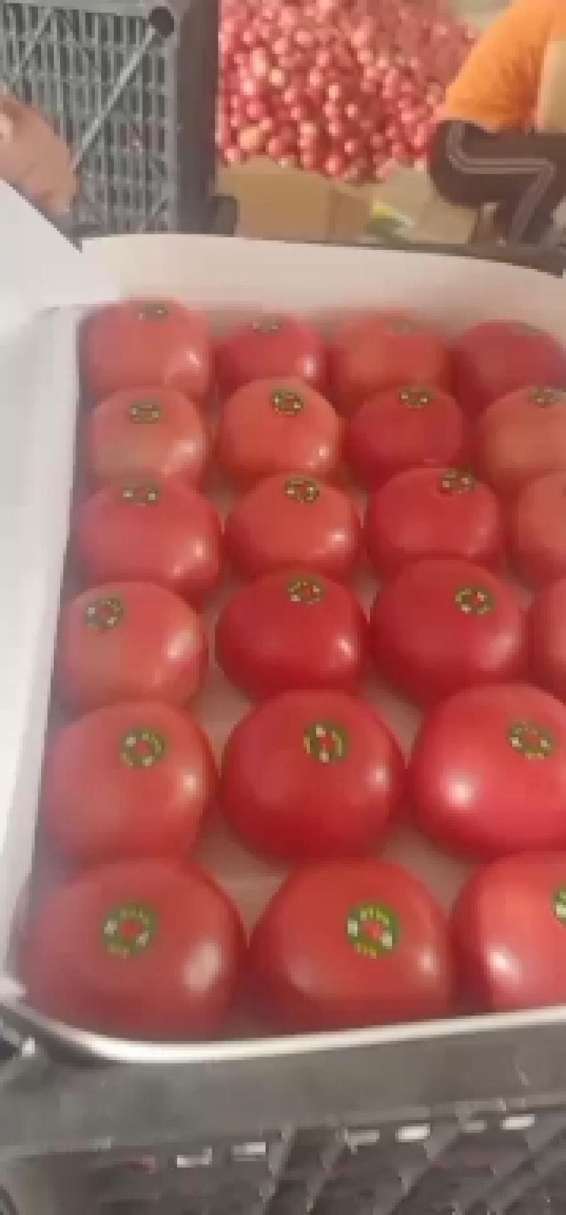 硬粉西红柿