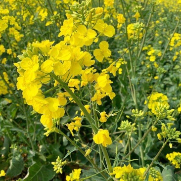 四川龙盛佳油1号油菜籽种子胖荚大籽高油抗倒伏农家秋播油菜
