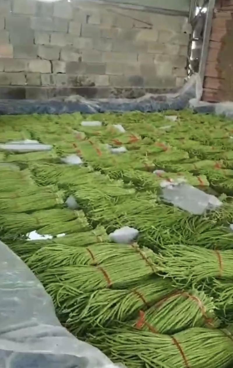 兰陵长豇豆精品长青条豆角大量上市产地直发对接全国商超