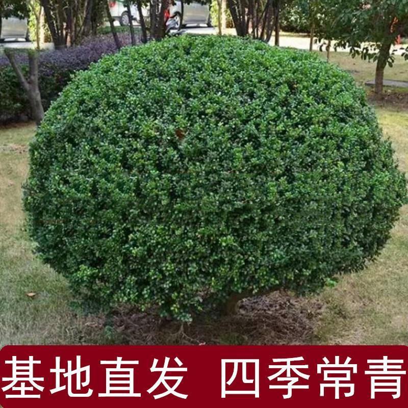 卫矛球产地直销自产自销质优价廉品质保证欢迎订购