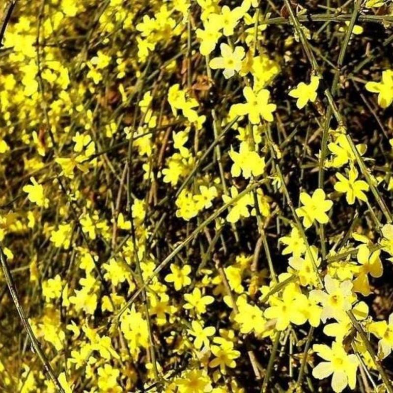 花卉盆景迎春花，产地直销，量大价优欢迎咨询