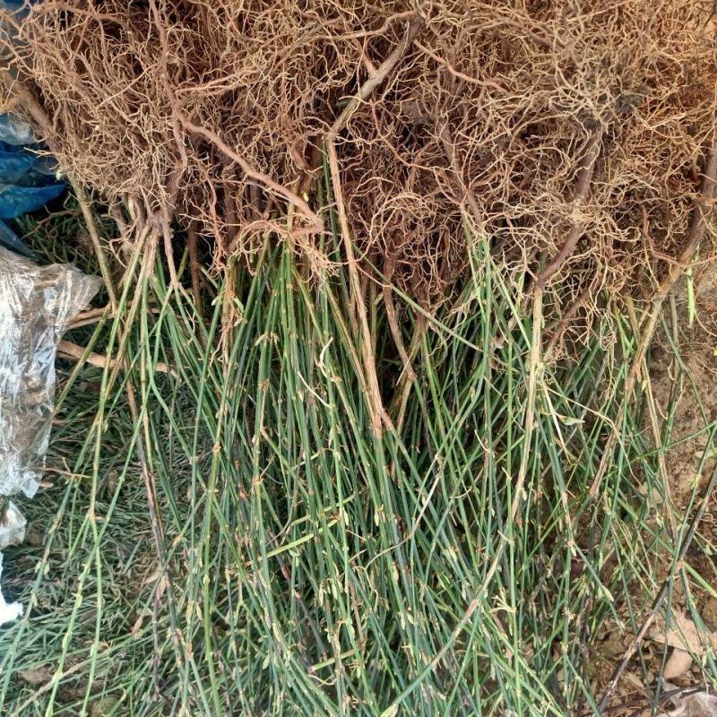 花卉盆景迎春花，产地直销，量大价优欢迎咨询