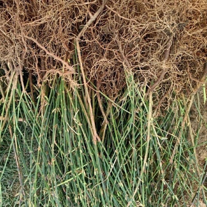 花卉盆景迎春花，产地直销，量大价优欢迎咨询