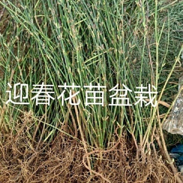 花卉盆景迎春花，产地直销，量大价优欢迎咨询
