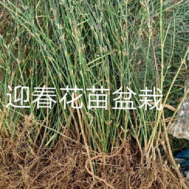 花卉盆景迎春花，产地直销，量大价优欢迎咨询