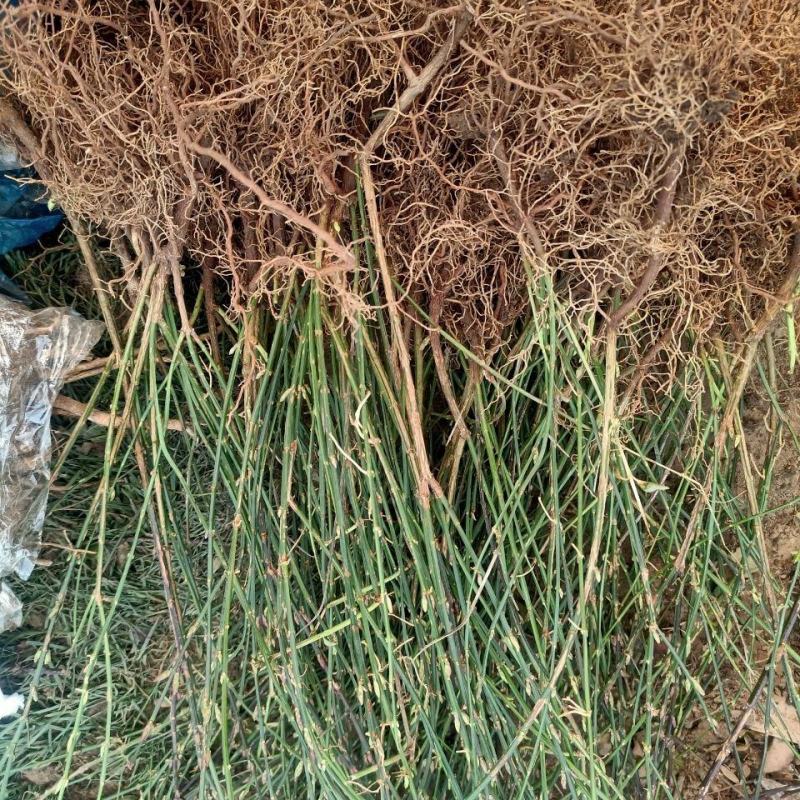 花卉盆景迎春花，产地直销，量大价优欢迎咨询