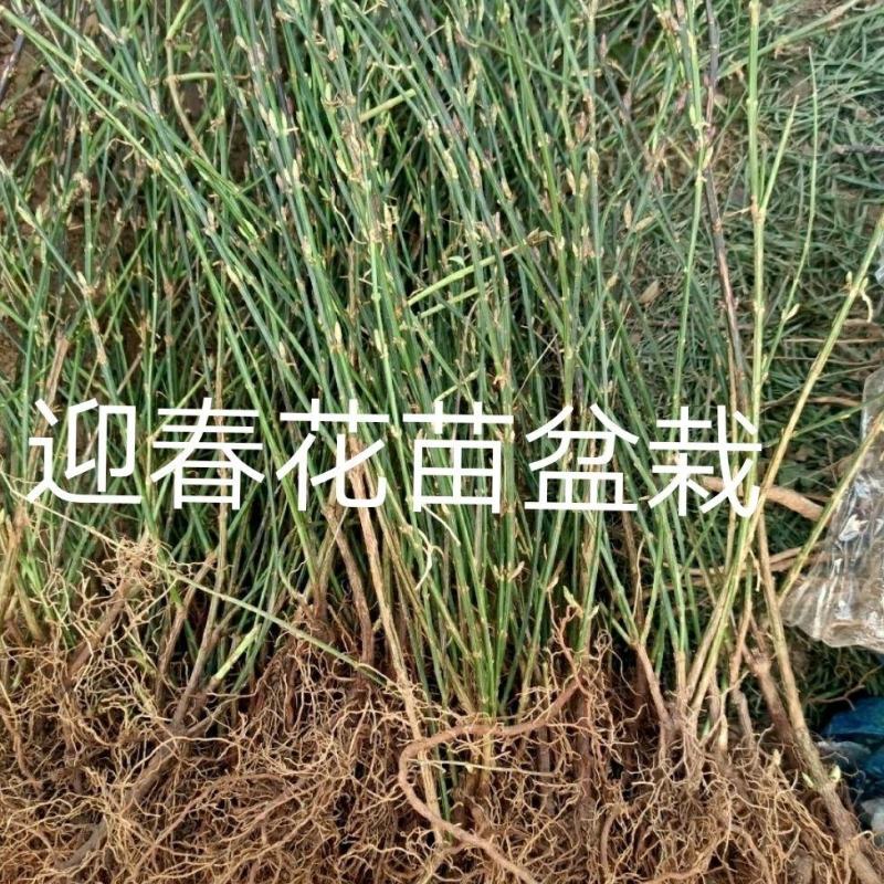 花卉盆景迎春花，产地直销，量大价优欢迎咨询