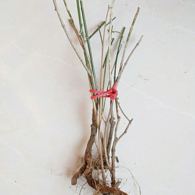 花卉盆景迎春花，产地直销，量大价优欢迎咨询