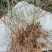 花卉盆景迎春花，产地直销，量大价优欢迎咨询
