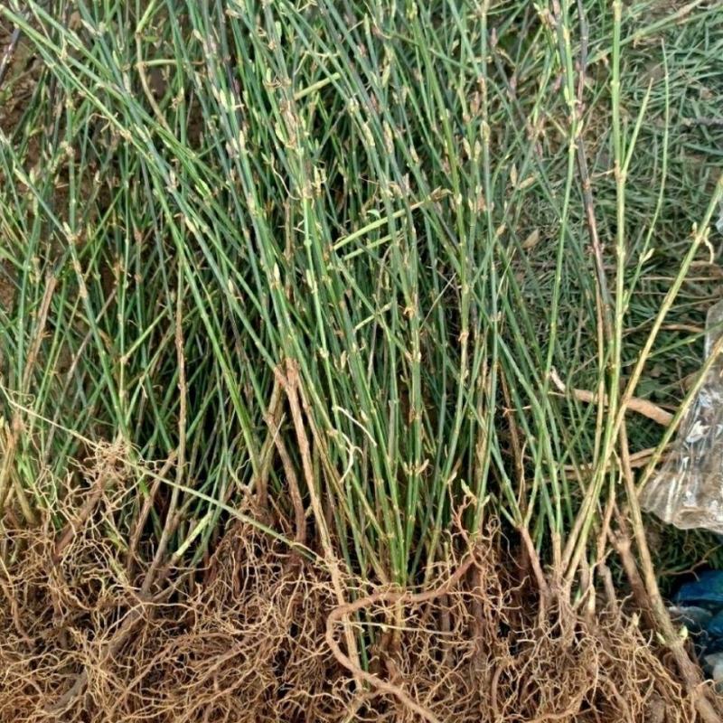 花卉盆景迎春花，产地直销，量大价优欢迎咨询