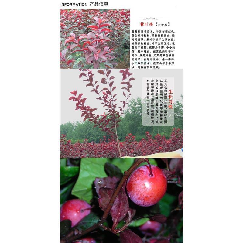美植袋架值太阳李大量上市产地直销欢迎全国客户打电话