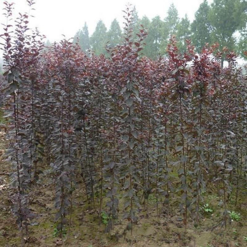 美植袋架值太阳李大量上市产地直销欢迎全国客户打电话