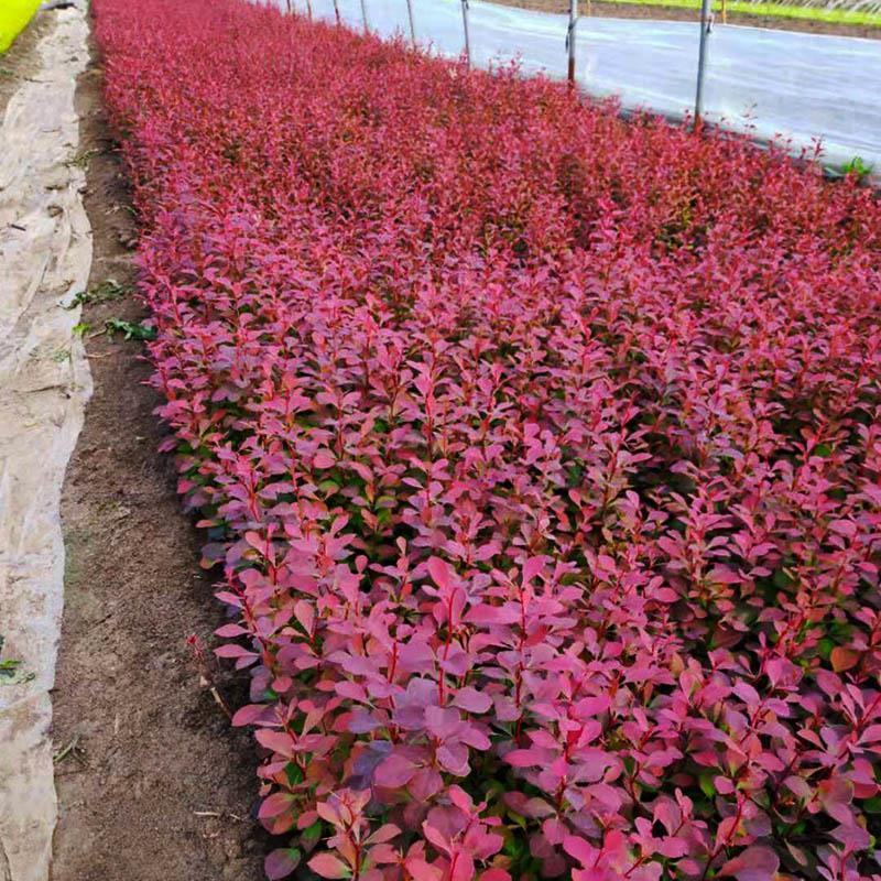 美植袋架值太阳李大量上市产地直销欢迎全国客户打电话