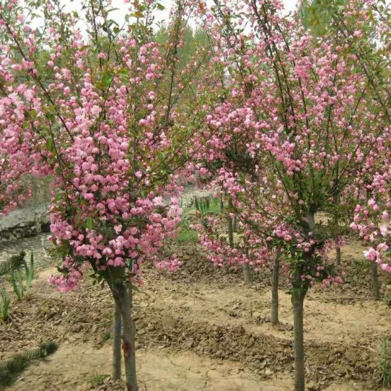 绚丽海棠供应各种花卉苗木，位于河北定州众多花卉苗圃