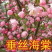 绚丽海棠供应各种花卉苗木，位于河北定州众多花卉苗圃