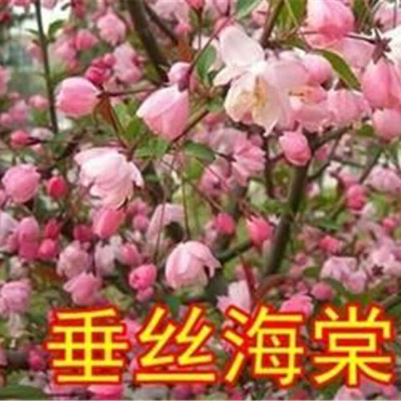绚丽海棠供应各种花卉苗木，位于河北定州众多花卉苗圃