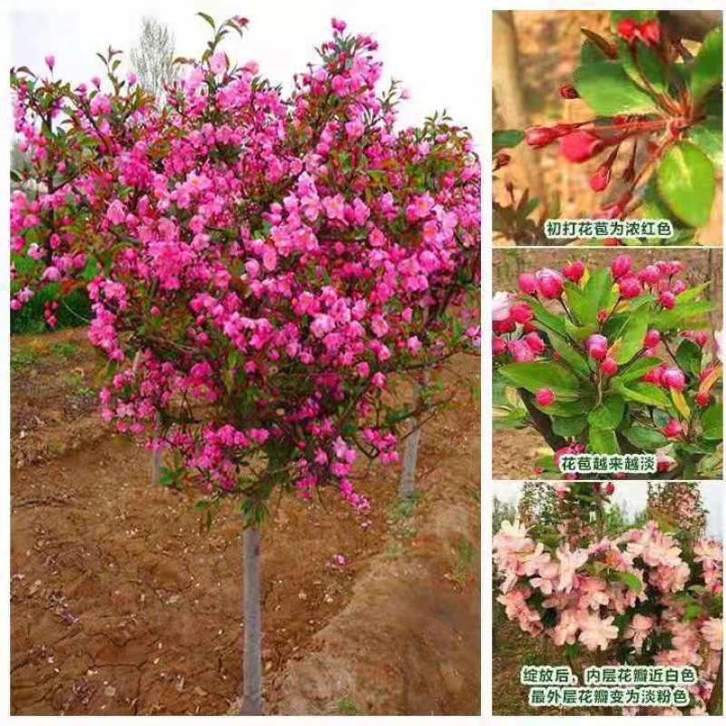 绚丽海棠供应各种花卉苗木，位于河北定州众多花卉苗圃