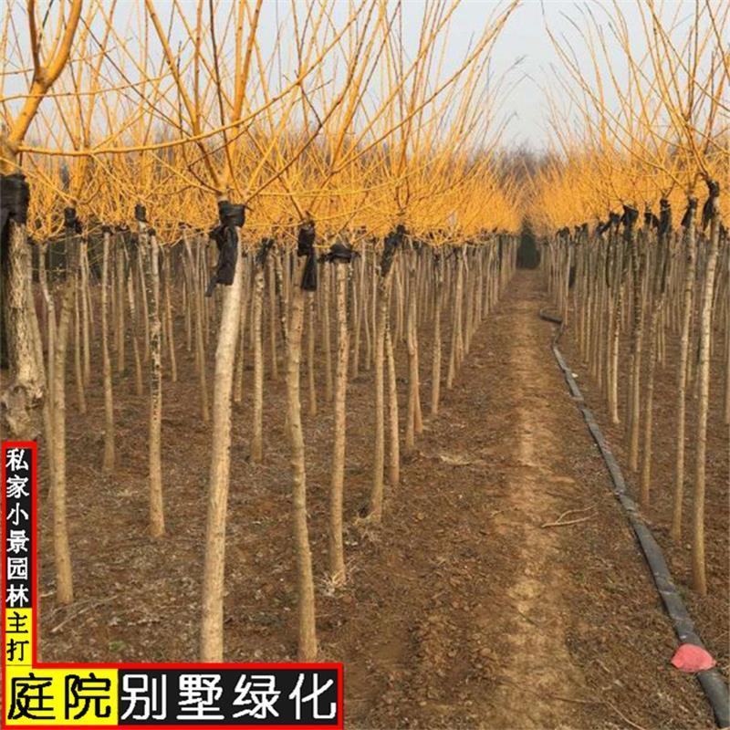 金叶槐供应各种花卉苗木，位于河北定州众多花卉苗圃